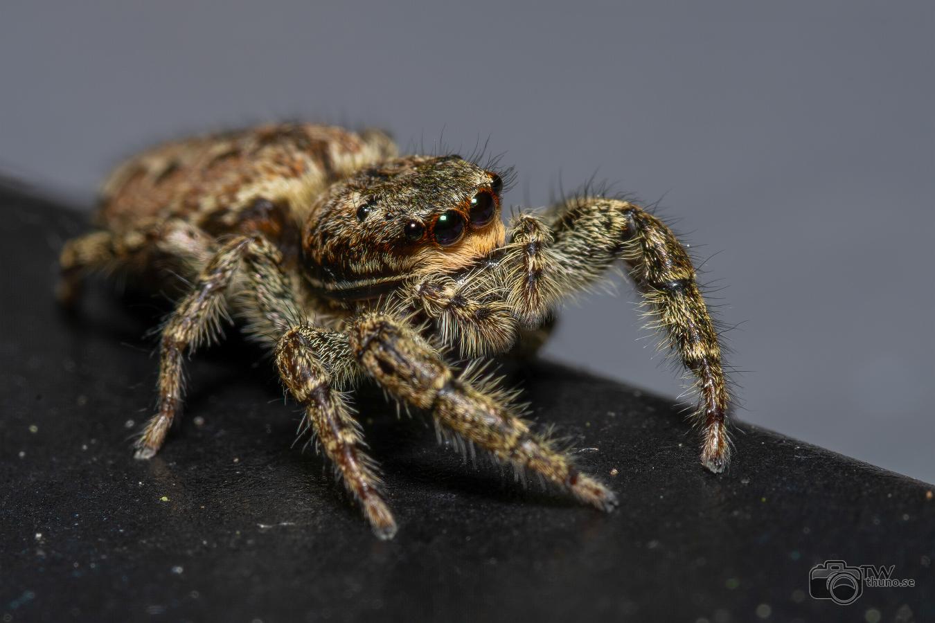 Fencepost jumper (Murhoppspindel) Female