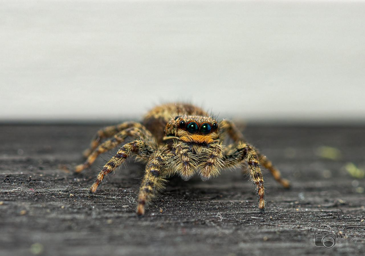 Fencepost jumper (Murhoppspindel) Female