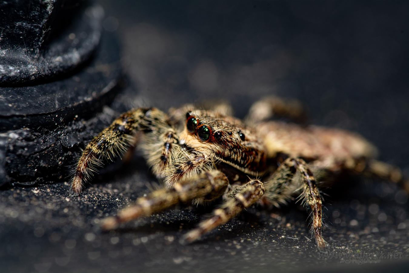 Fencepost jumping spider (Murhoppspindel) Female