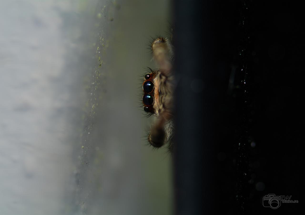 Fencepost jumper (Murhoppspindel) Female