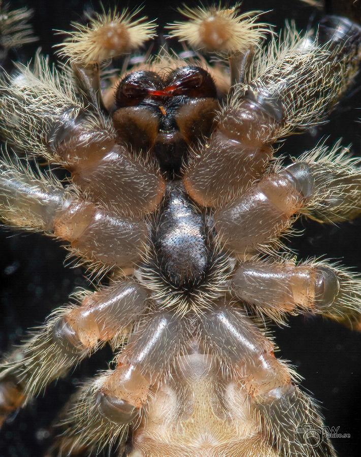 Fencepost jumper (Murhoppspindel) Female