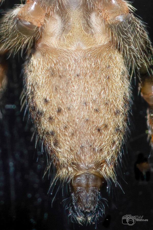 Fencepost jumper (Murhoppspindel) Female