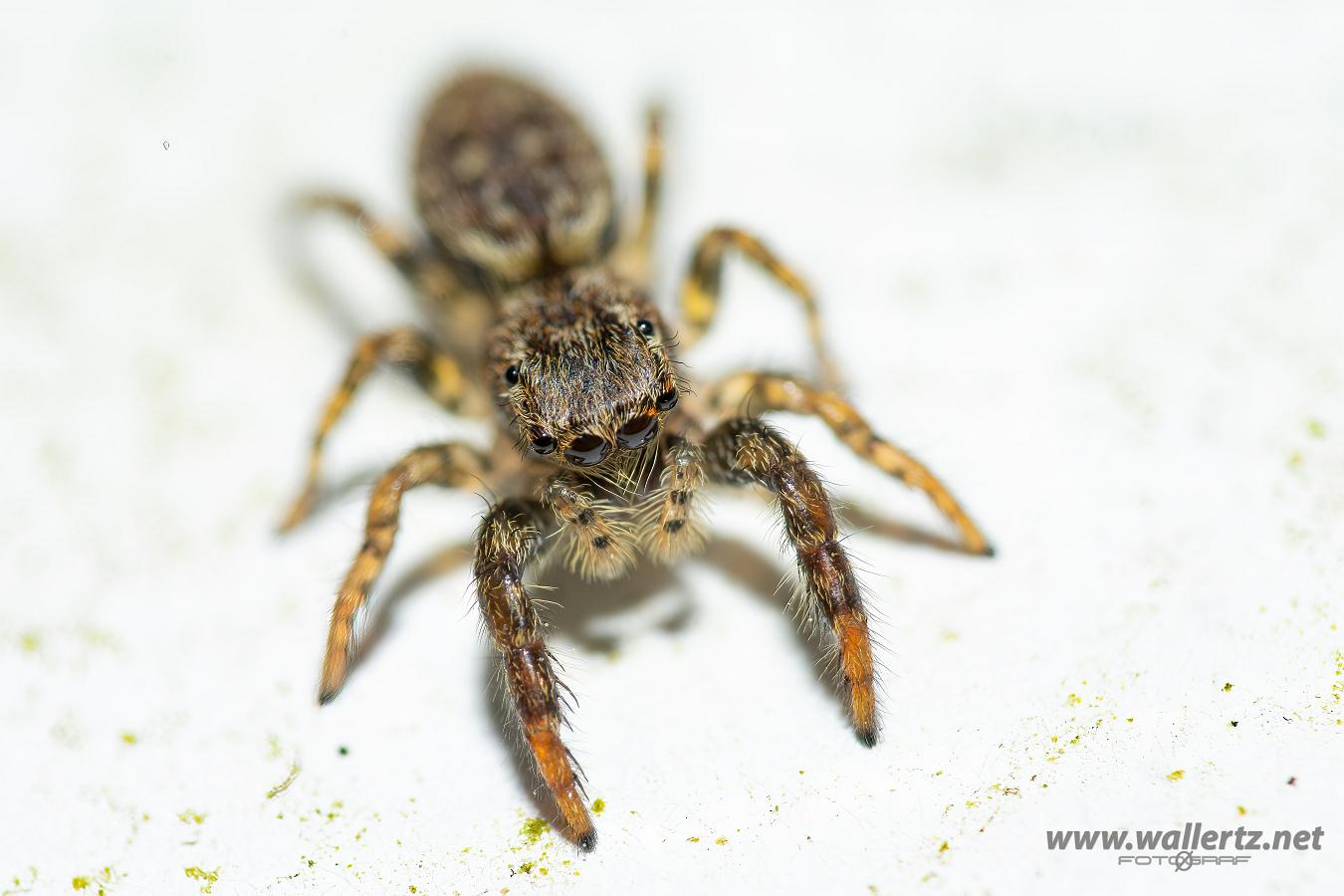 Fencepost jumping spider (Murhoppspindel) Young