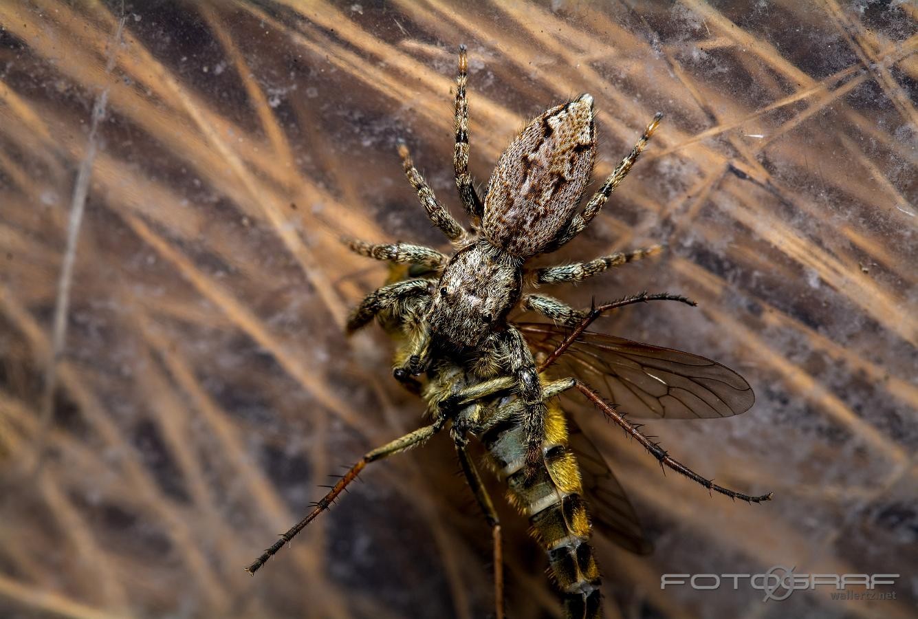 Fencepost jumper (Murhoppspindel) Female