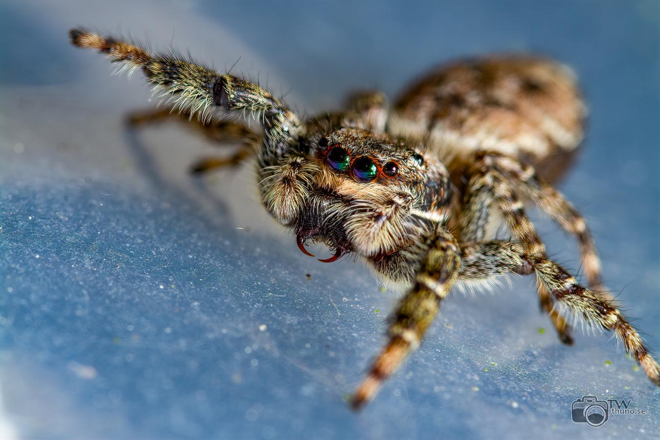 Fencepost jumper (Murhoppspindel) Female