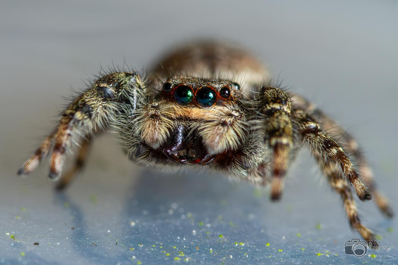 Fencepost jumper (Murhoppspindel) Female