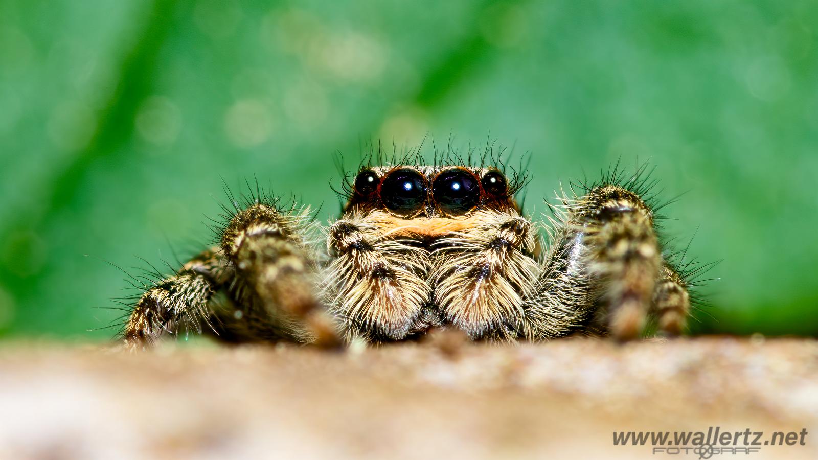 Fencepost jumping spider (Murhoppspindel) Female