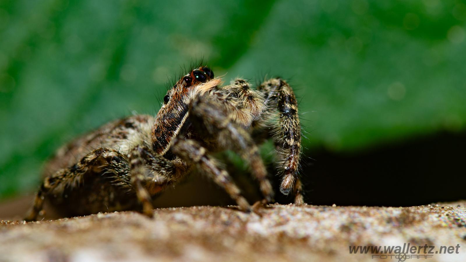 Fencepost jumping spider (Murhoppspindel) Female