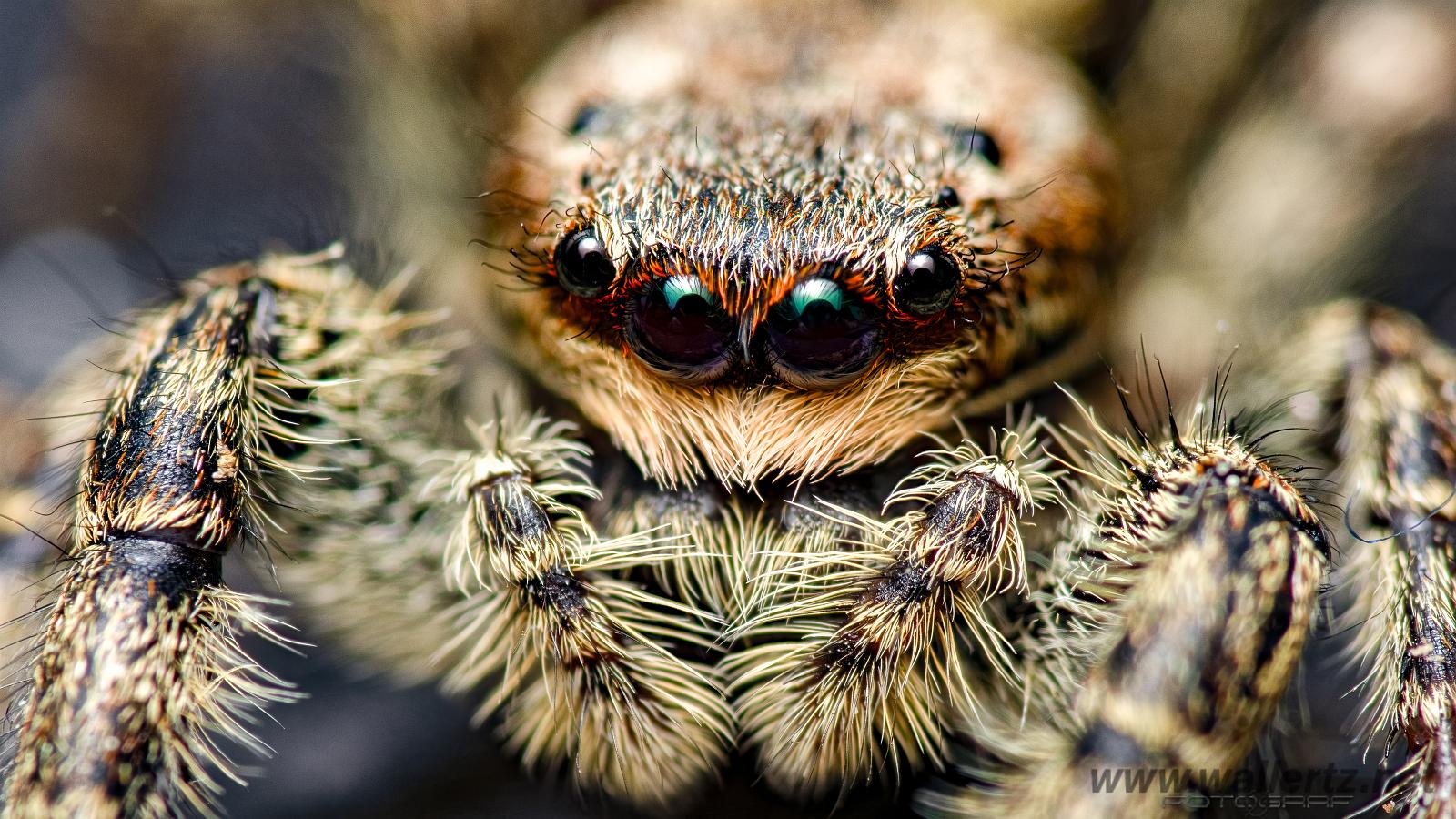 Fencepost jumping spider (Murhoppspindel) Female