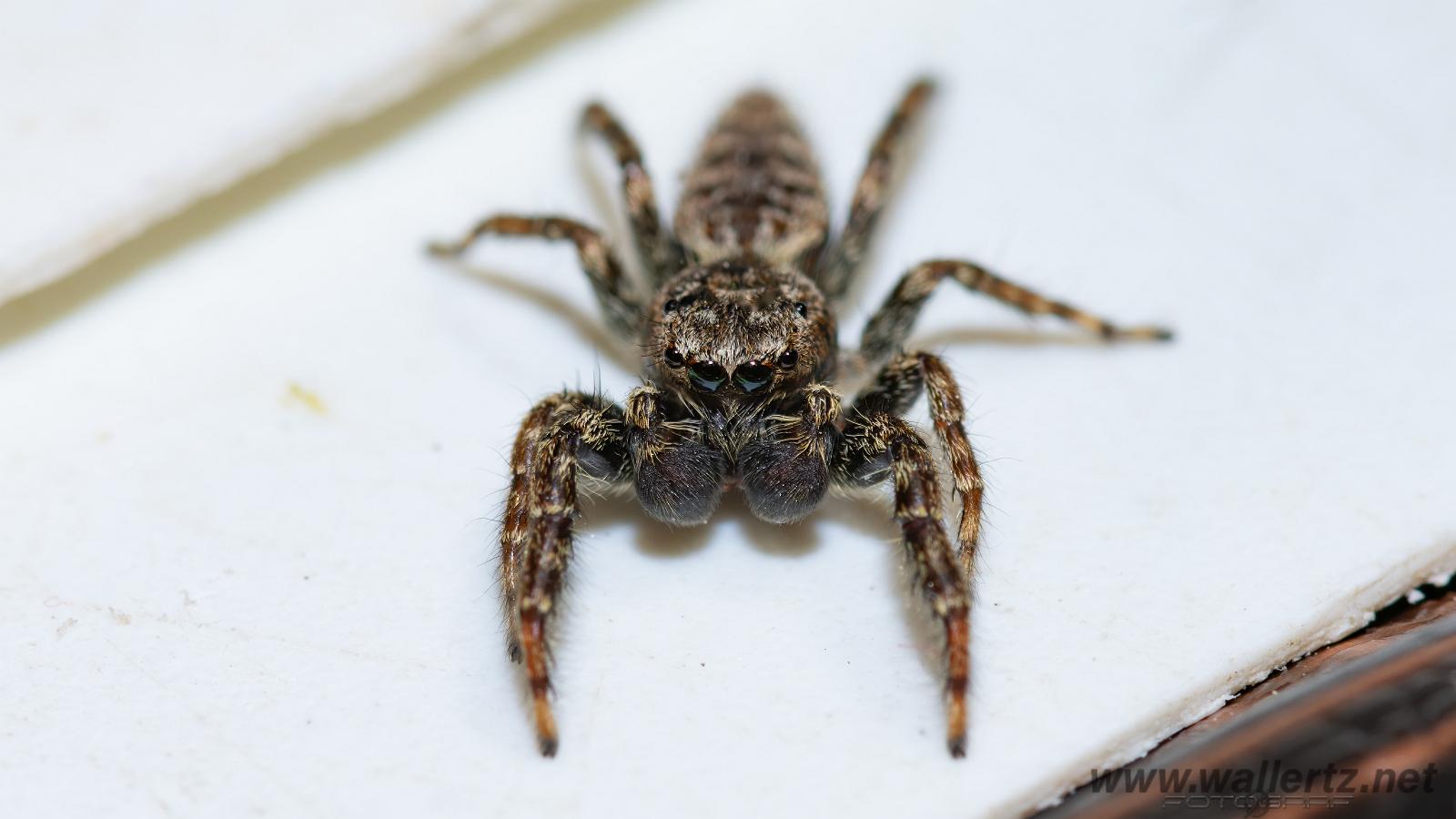 Fencepost jumper, male(Murhoppspindel, hane)