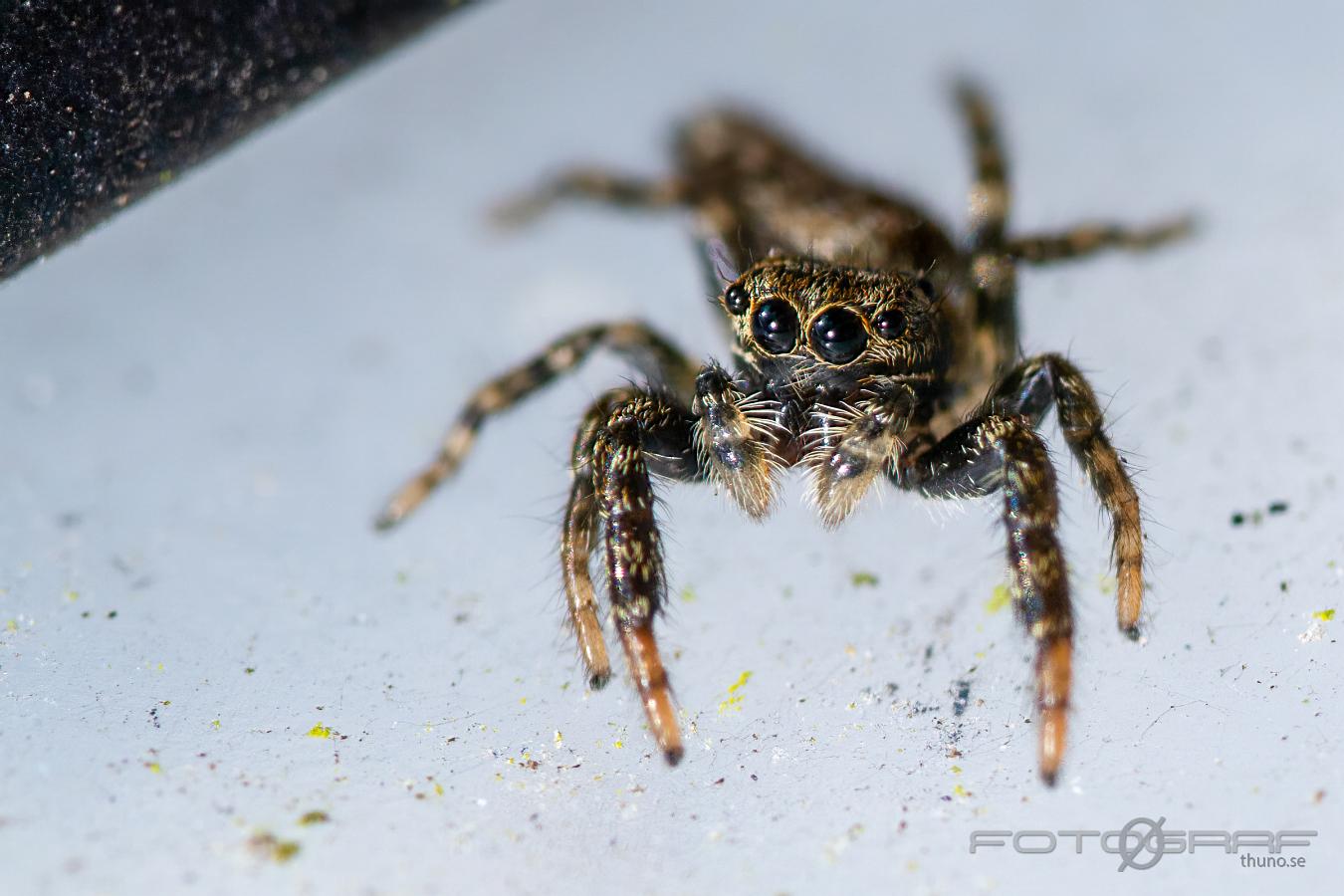 Fencepost jumper (Murhoppspindel) Male