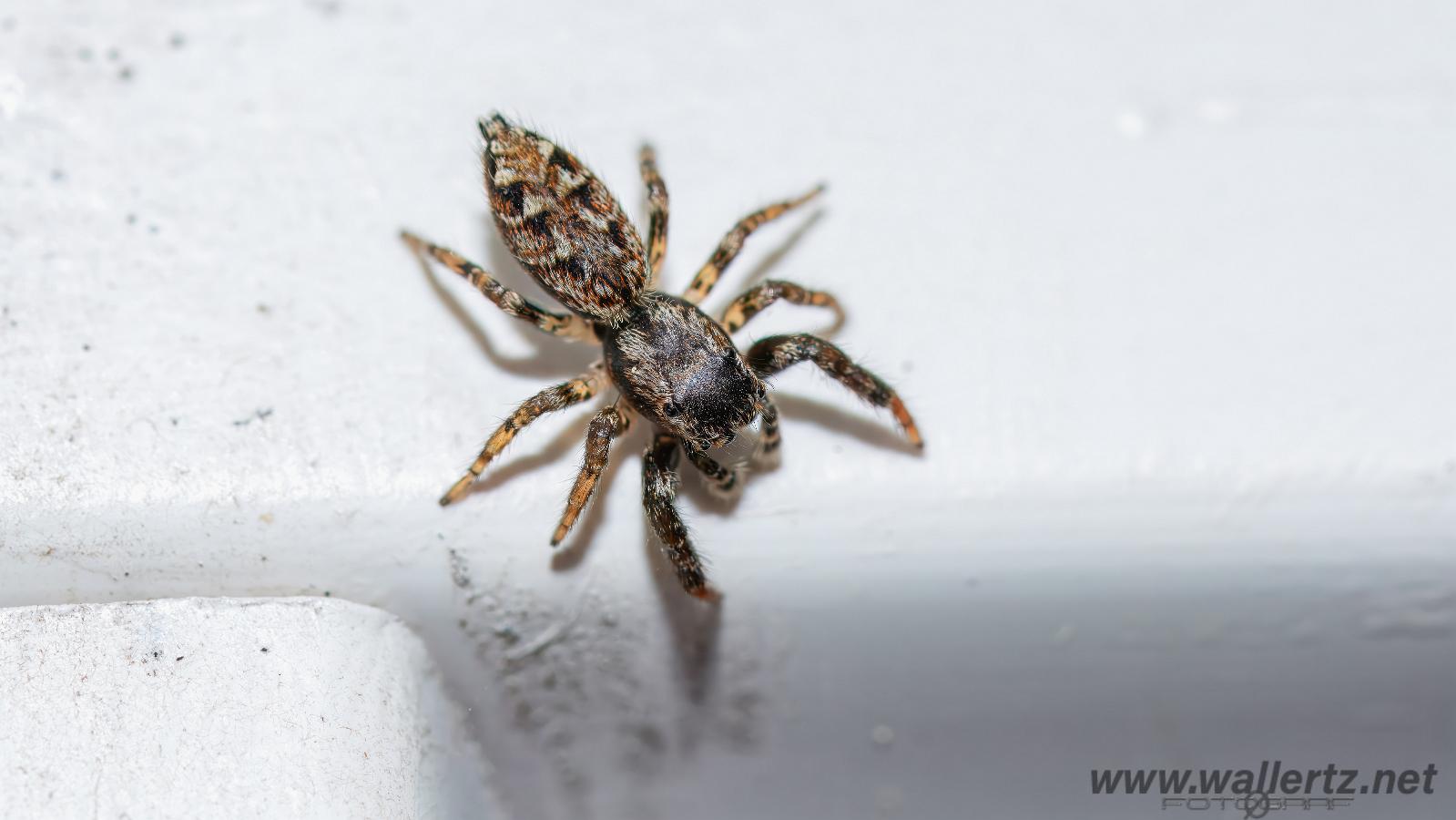 Fencepost jumper, male(Murhoppspindel, hane)