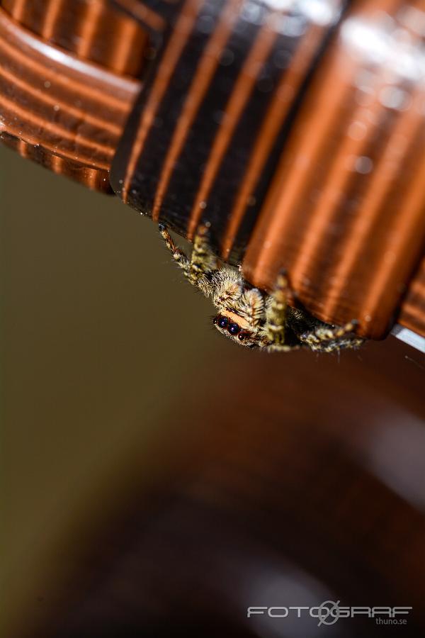 Fencepost jumper (Murhoppspindel) Female