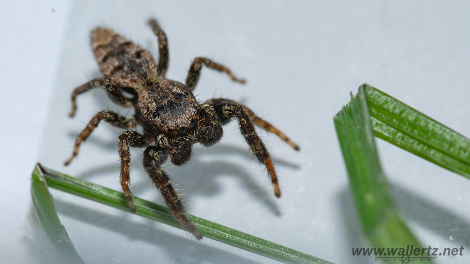 Fencepost jumper, male(Murhoppspindel, hane)