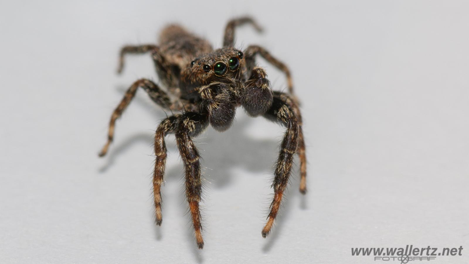 Fencepost jumper, male(Murhoppspindel, hane)