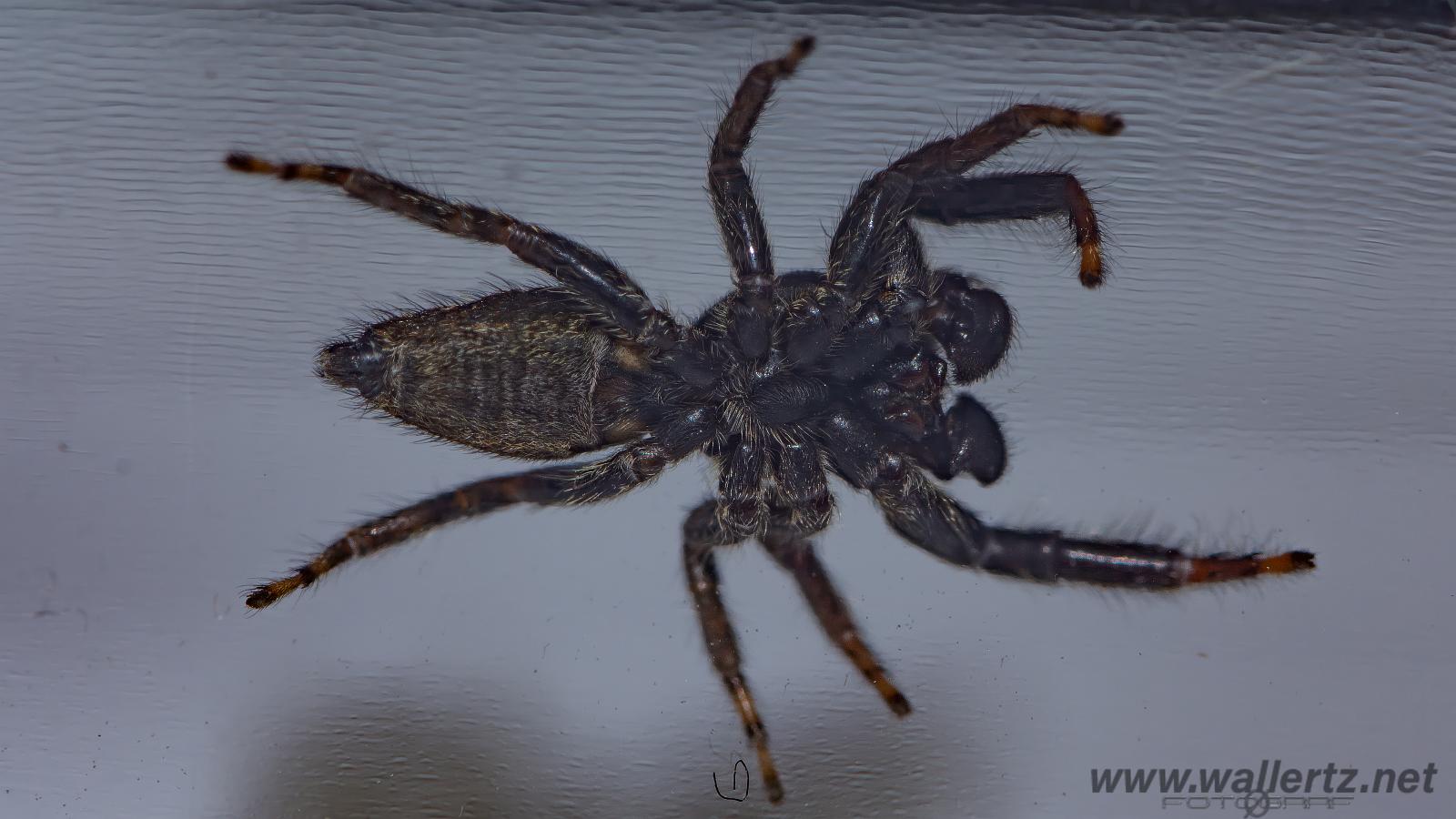 Fencepost jumper, male(Murhoppspindel, hane)