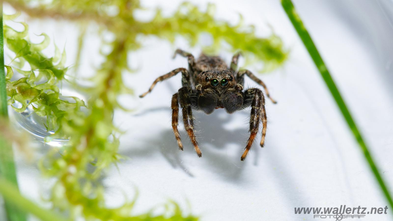 Fencepost jumper, male(Murhoppspindel, hane)