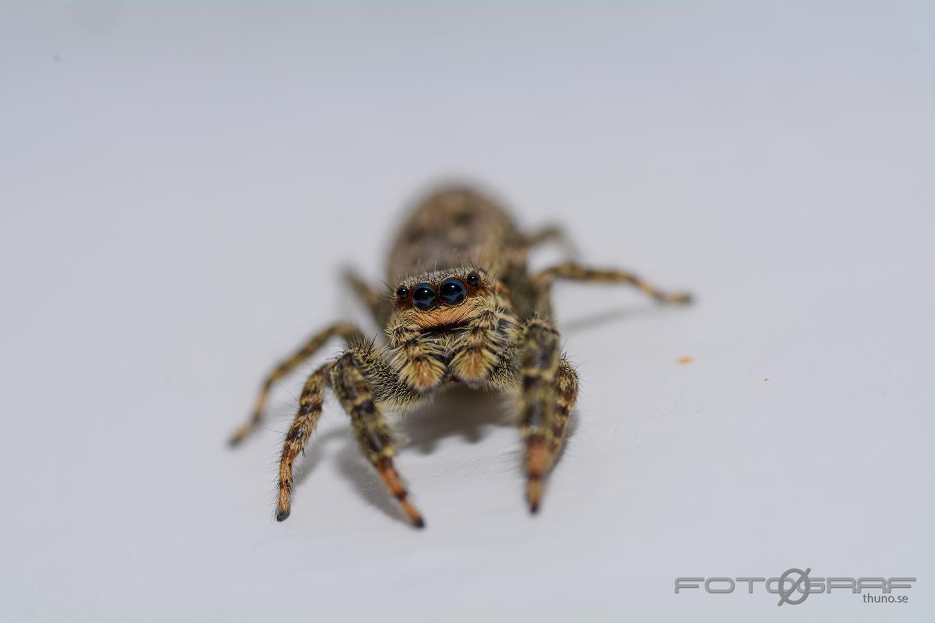 Fencepost jumper (Murhoppspindel) Female