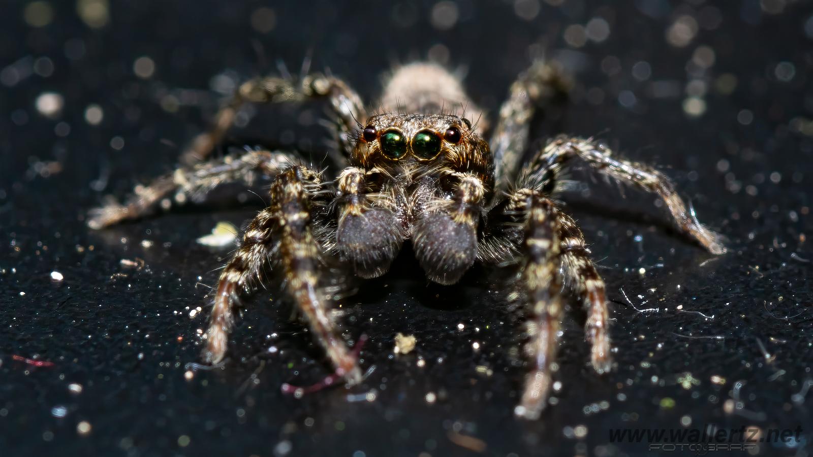 Fencepost jumper, male(Murhoppspindel, hane)