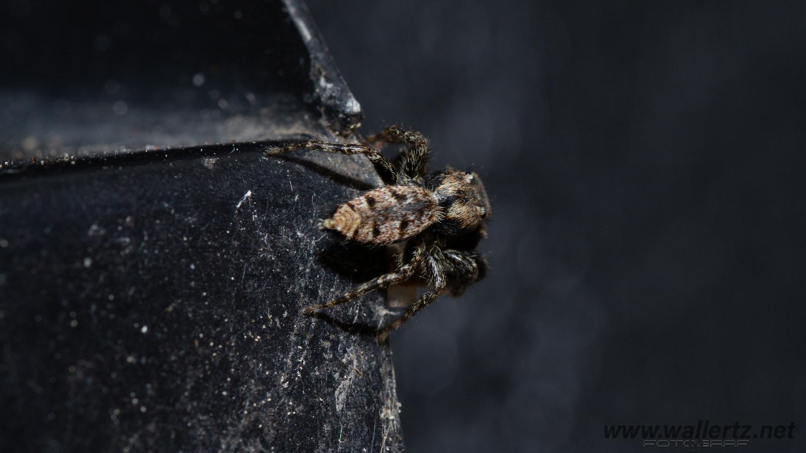 Fencepost jumper, male(Murhoppspindel, hane)