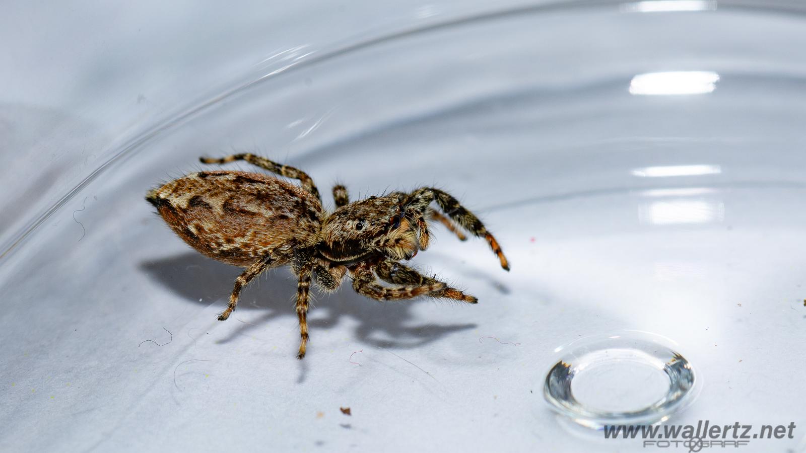 Fencepost jumper, female(Murhoppspindel, hona)