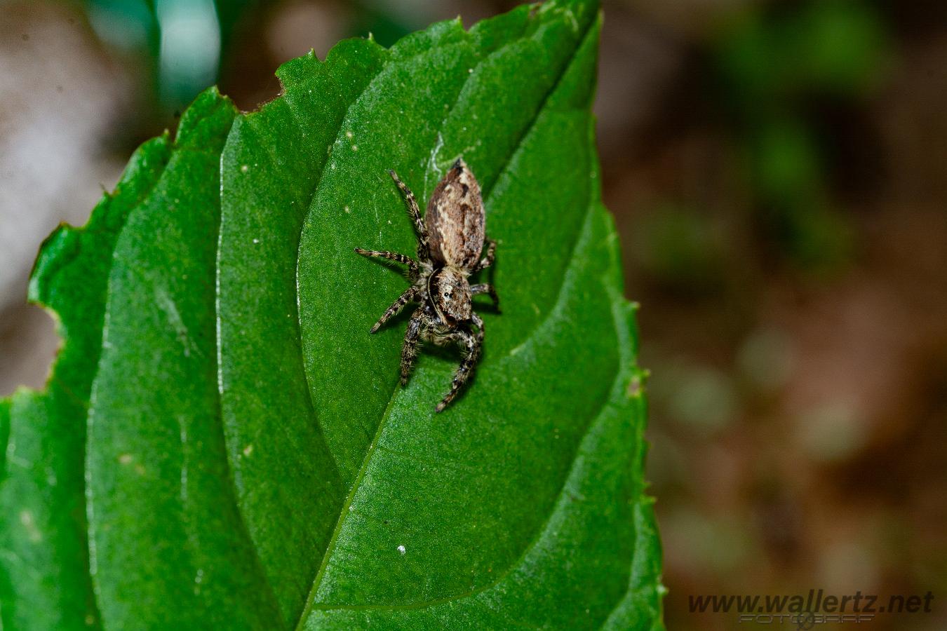 Fencepost jumper, female(Murhoppspindel, hona)