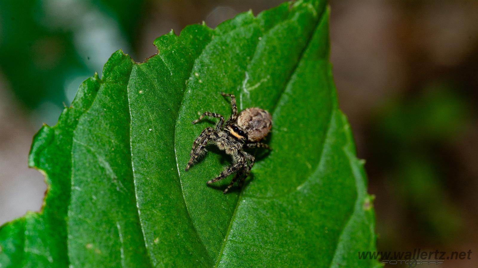 Fencepost jumper, female(Murhoppspindel, hona)