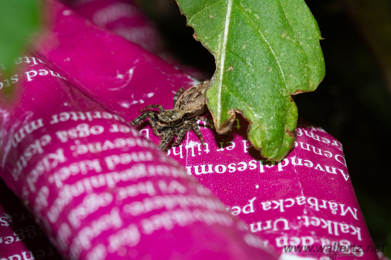 Fencepost jumper, female(Murhoppspindel, hona)