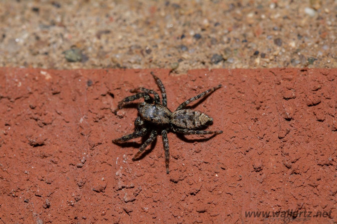 Fencepost jumper, male(Murhoppspindel, hane)