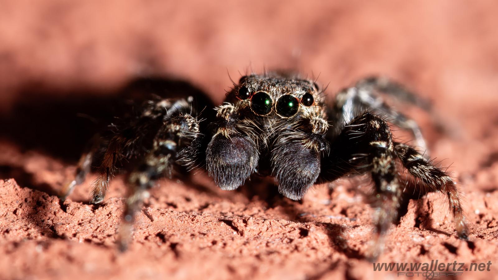 Fencepost jumper, male(Murhoppspindel, hane)