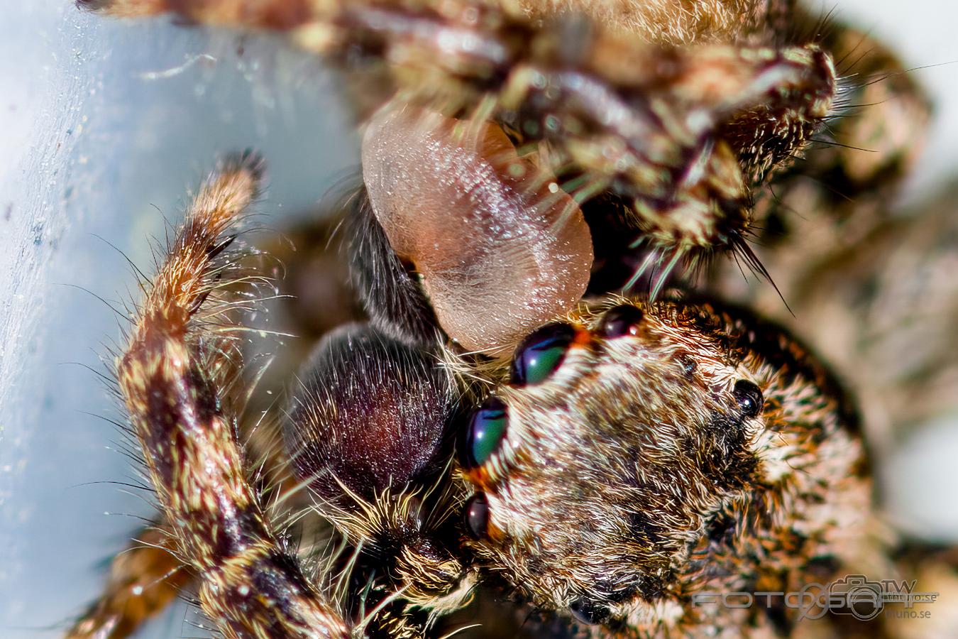 Fencepost jumper (Murhoppspindel) Female and Male