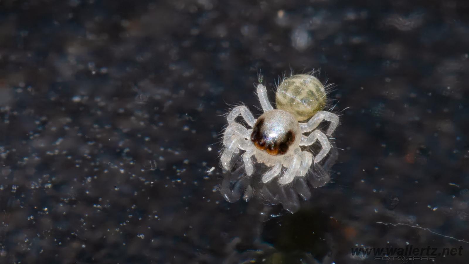 Fencepost jumper (Murhoppspindel) male