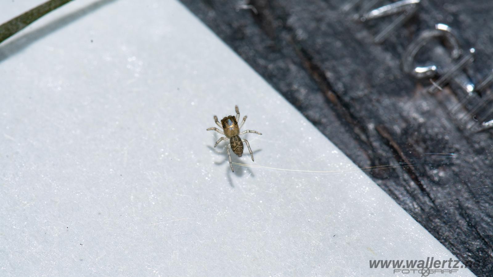 Fencepost jumper (Murhoppspindel) male