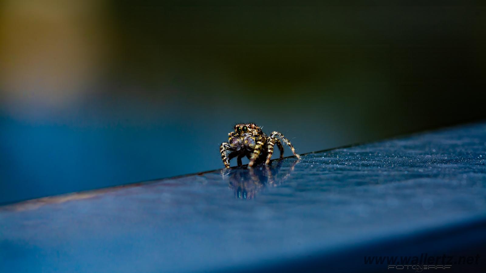 Fencepost jumper (Murhoppspindel) male