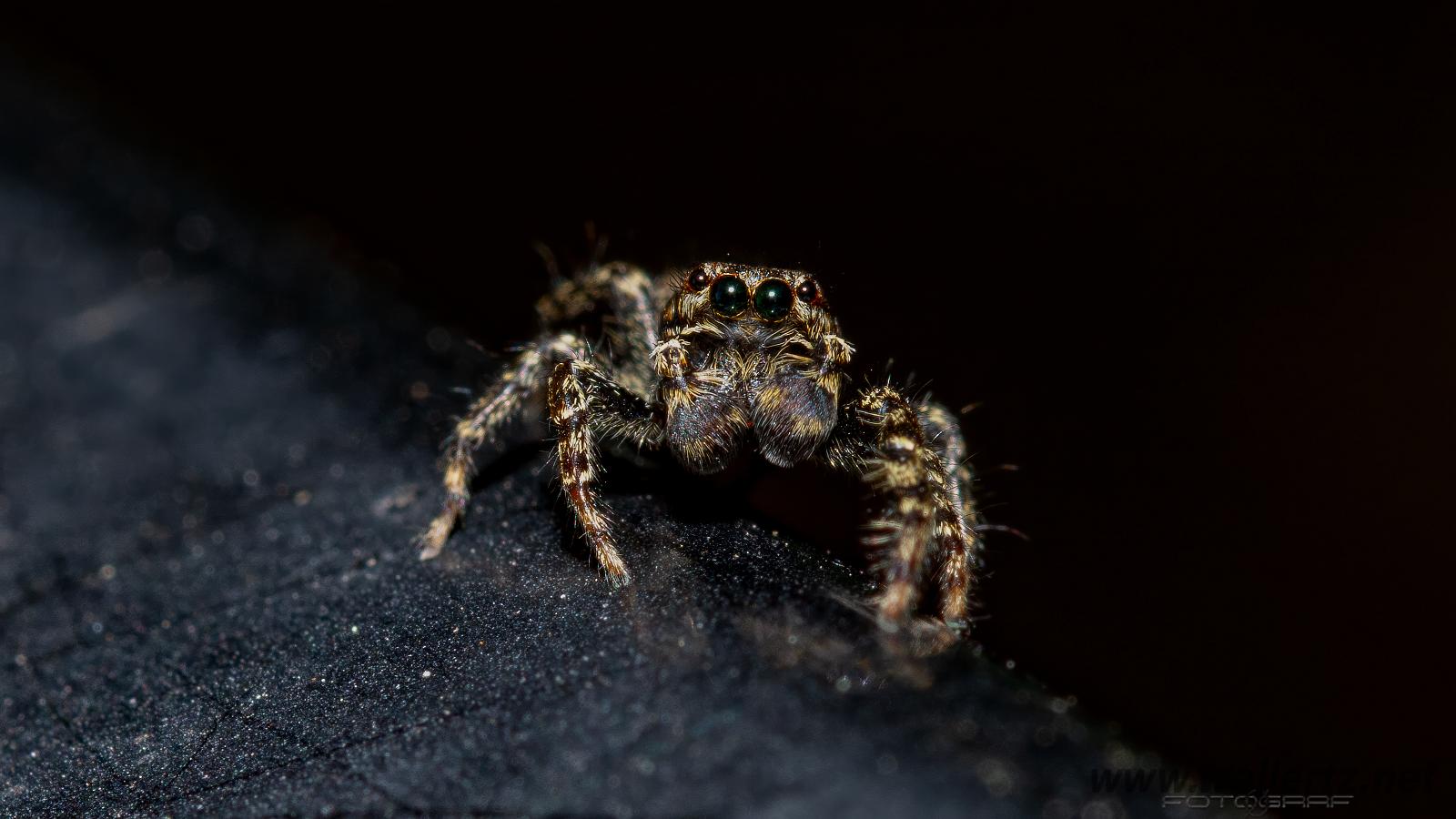 Fencepost jumper (Murhoppspindel) male