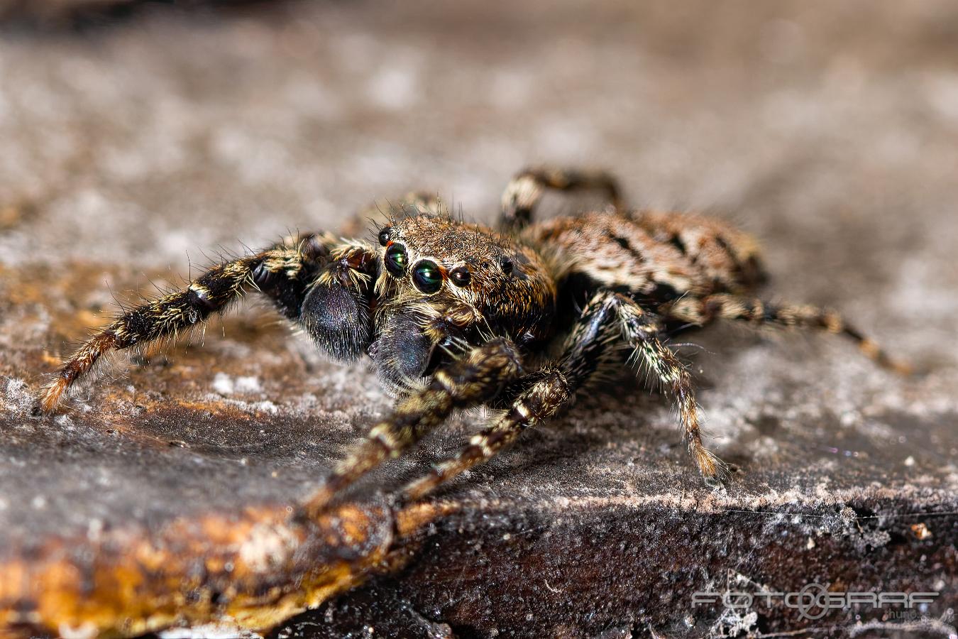 Fencepost jumper (Murhoppspindel) Male