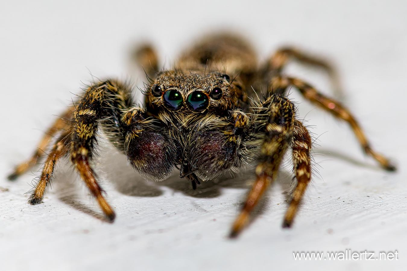 Fencepost jumper (Murhoppspindel) Male