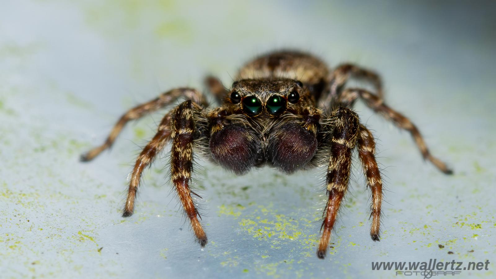 Fencepost jumper (Murhoppspindel) male