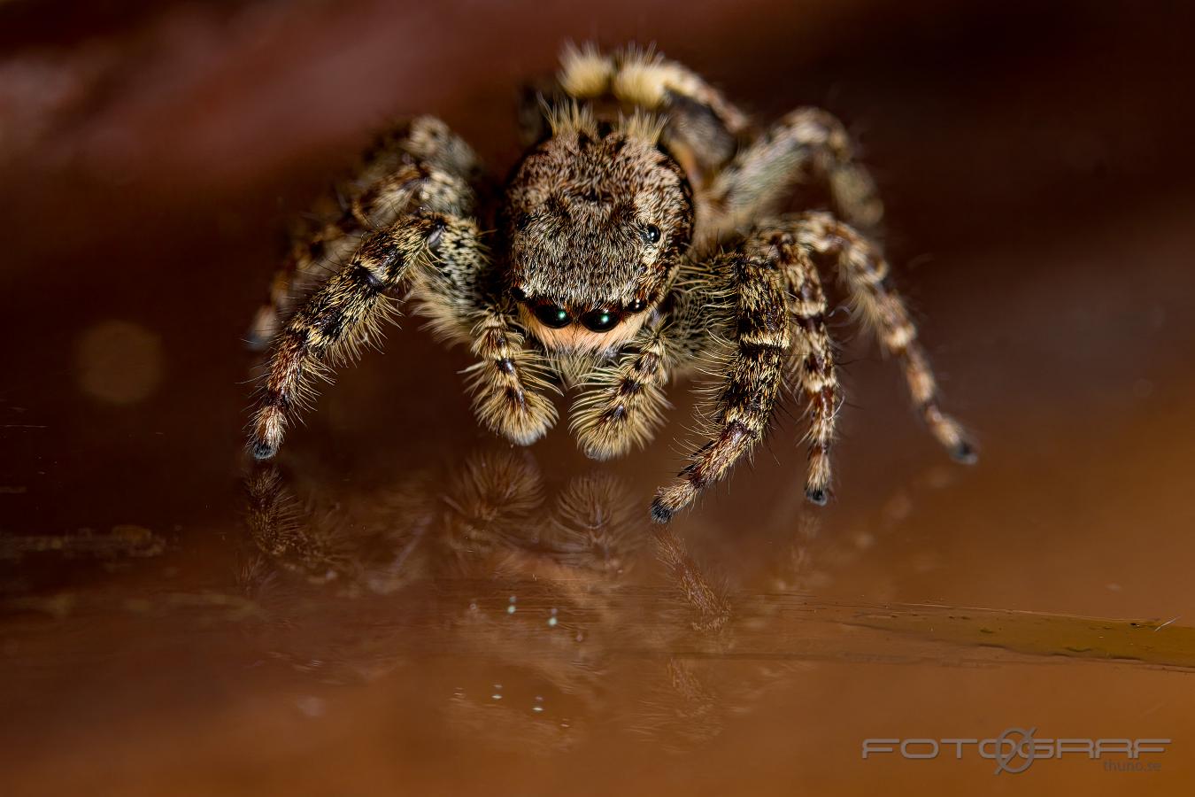 Fencepost jumping spider (Murhoppspindel) Female