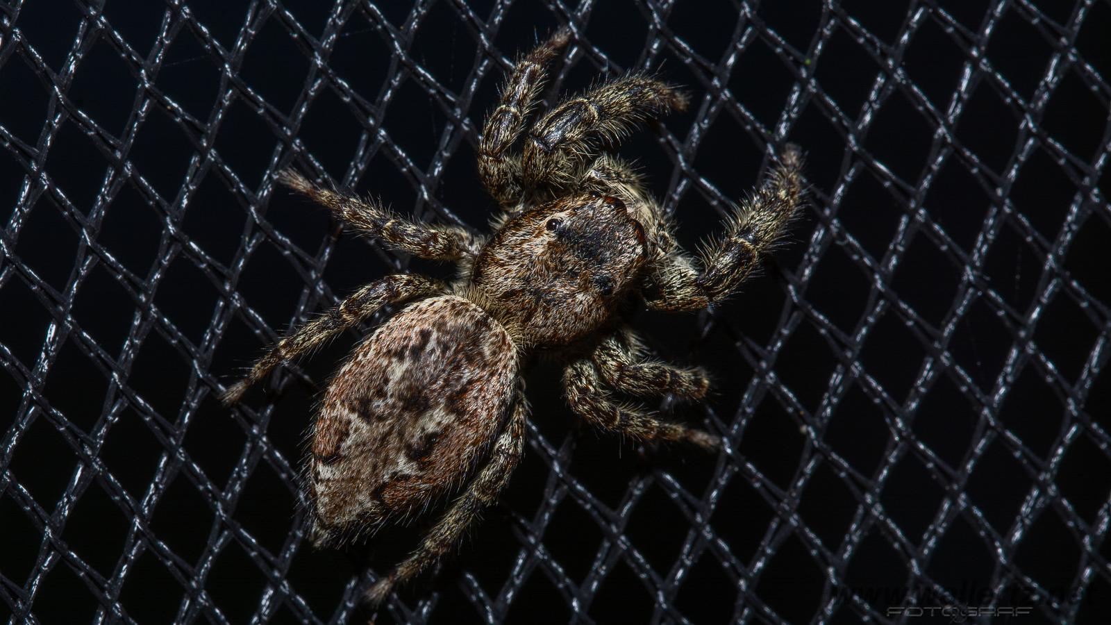 Fencepost jumping spider (Murhoppspindel) Female