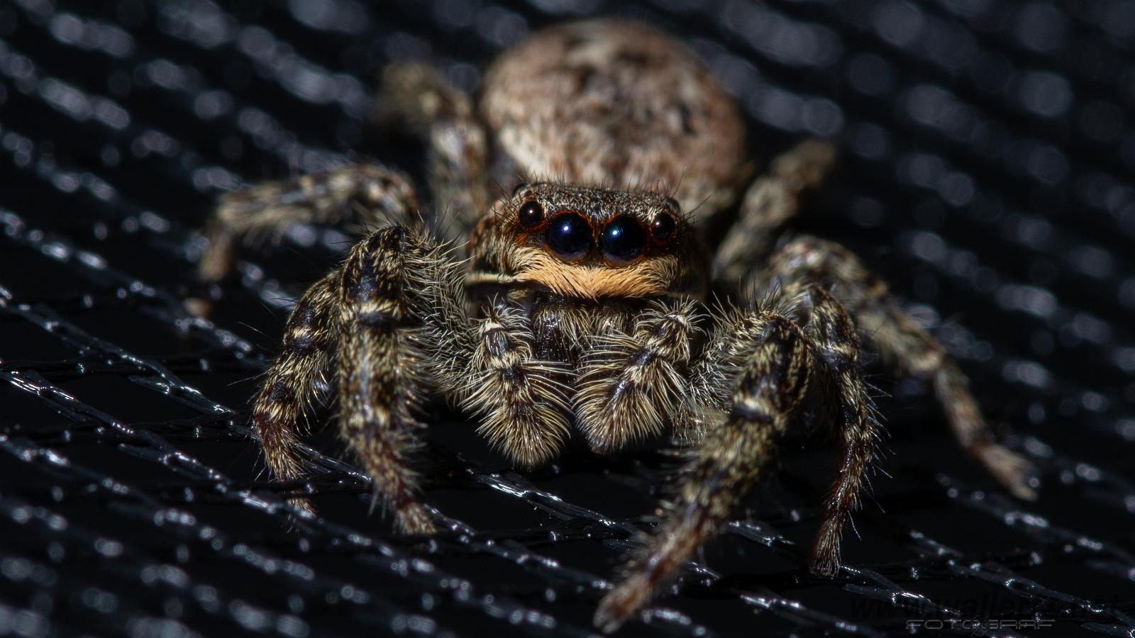 Fencepost jumping spider (Murhoppspindel) Female. Svenskt rekord, 13mm