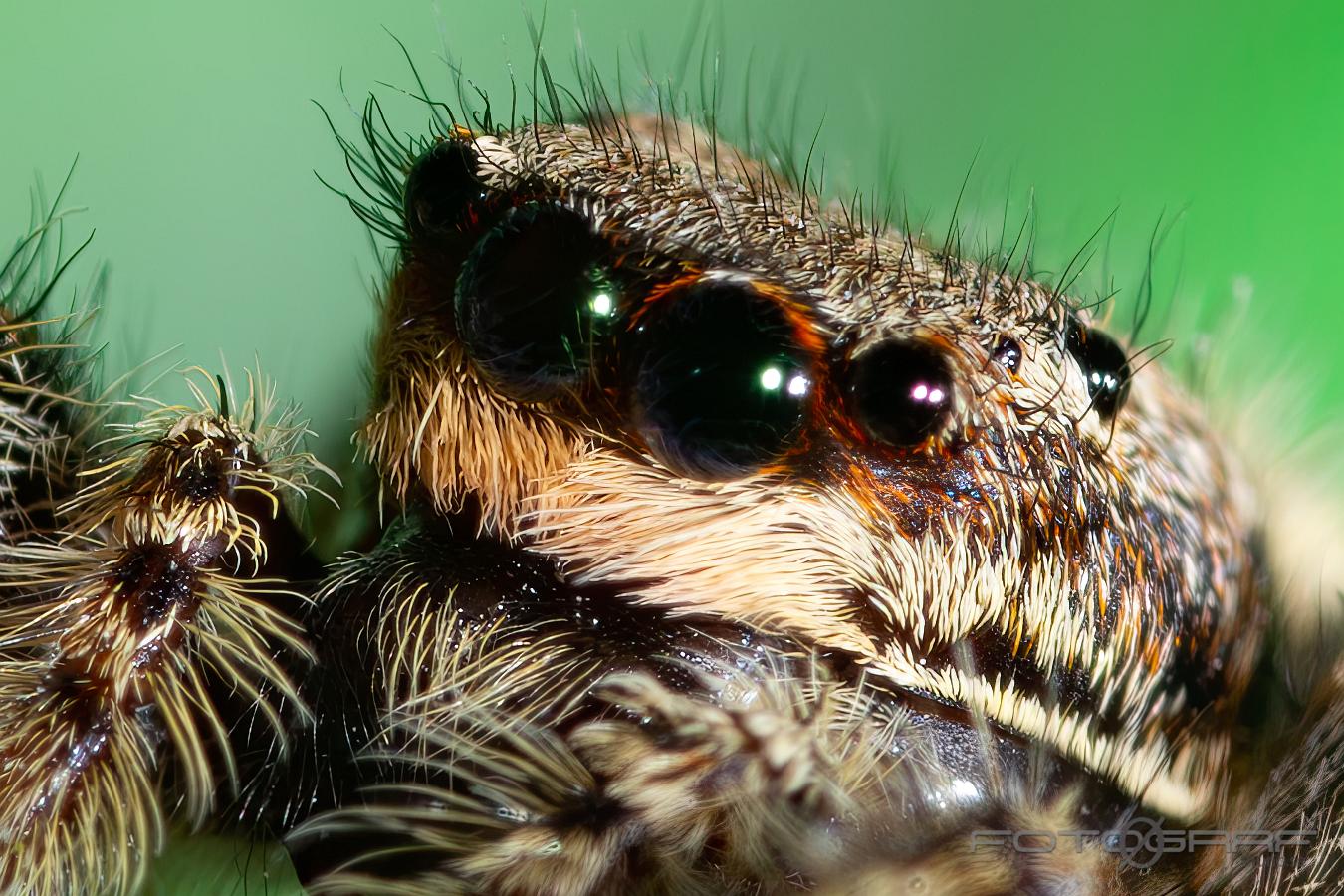 Fencepost jumping spider (Murhoppspindel) Female