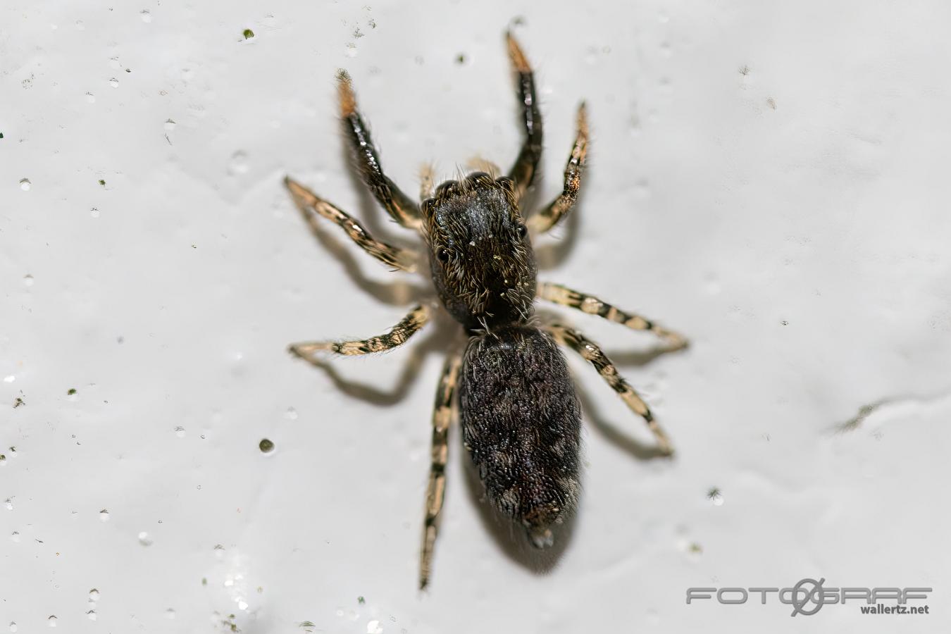 Fencepost jumping spider (Murhoppspindel)