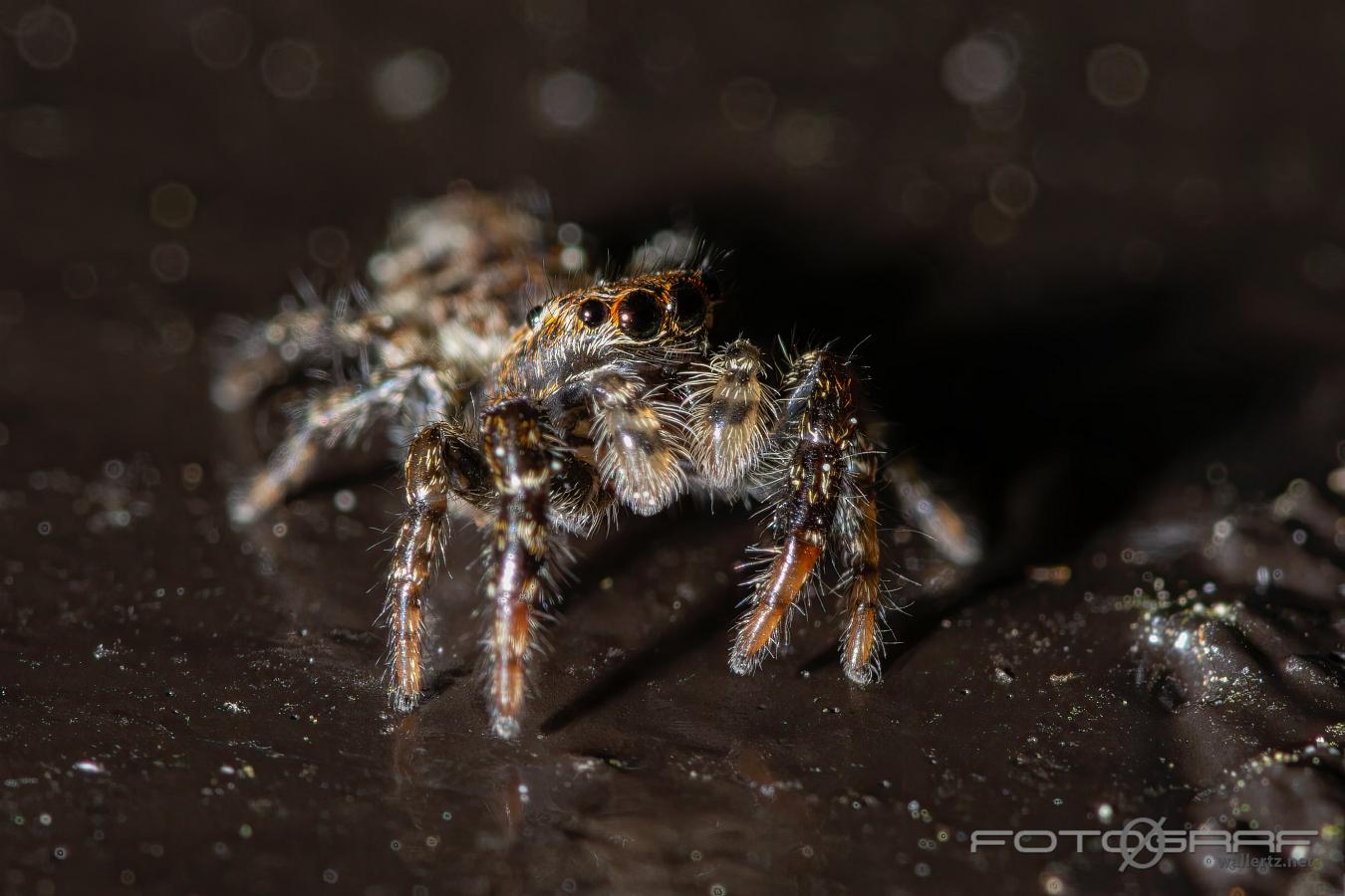 Fencepost jumping spider (Murhoppspindel)