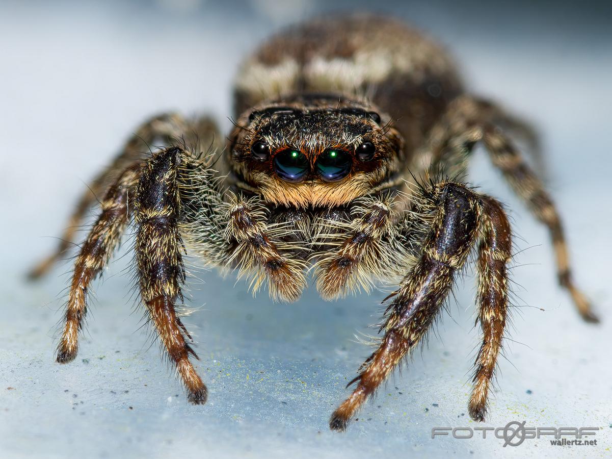 Fencepost jumper (Murhoppspindel) Female