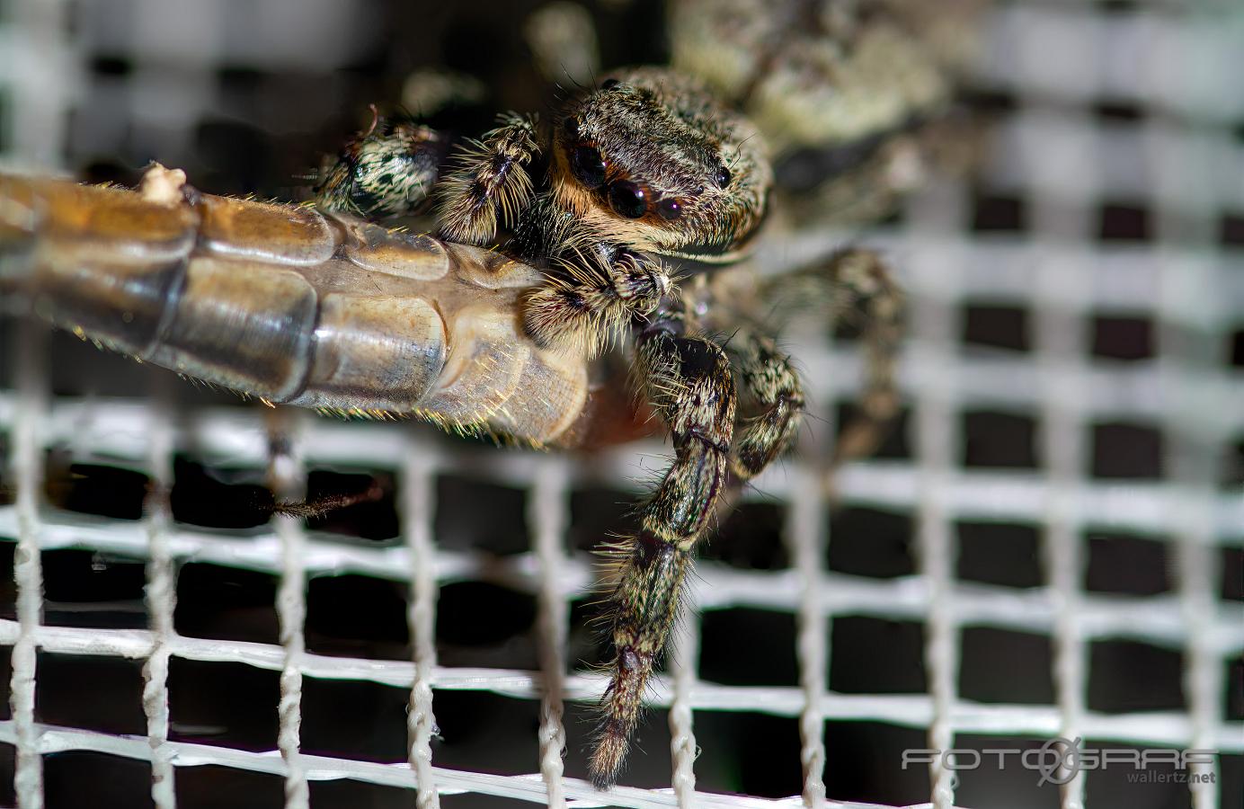 Fencepost jumping spider (Murhoppspindel) Female