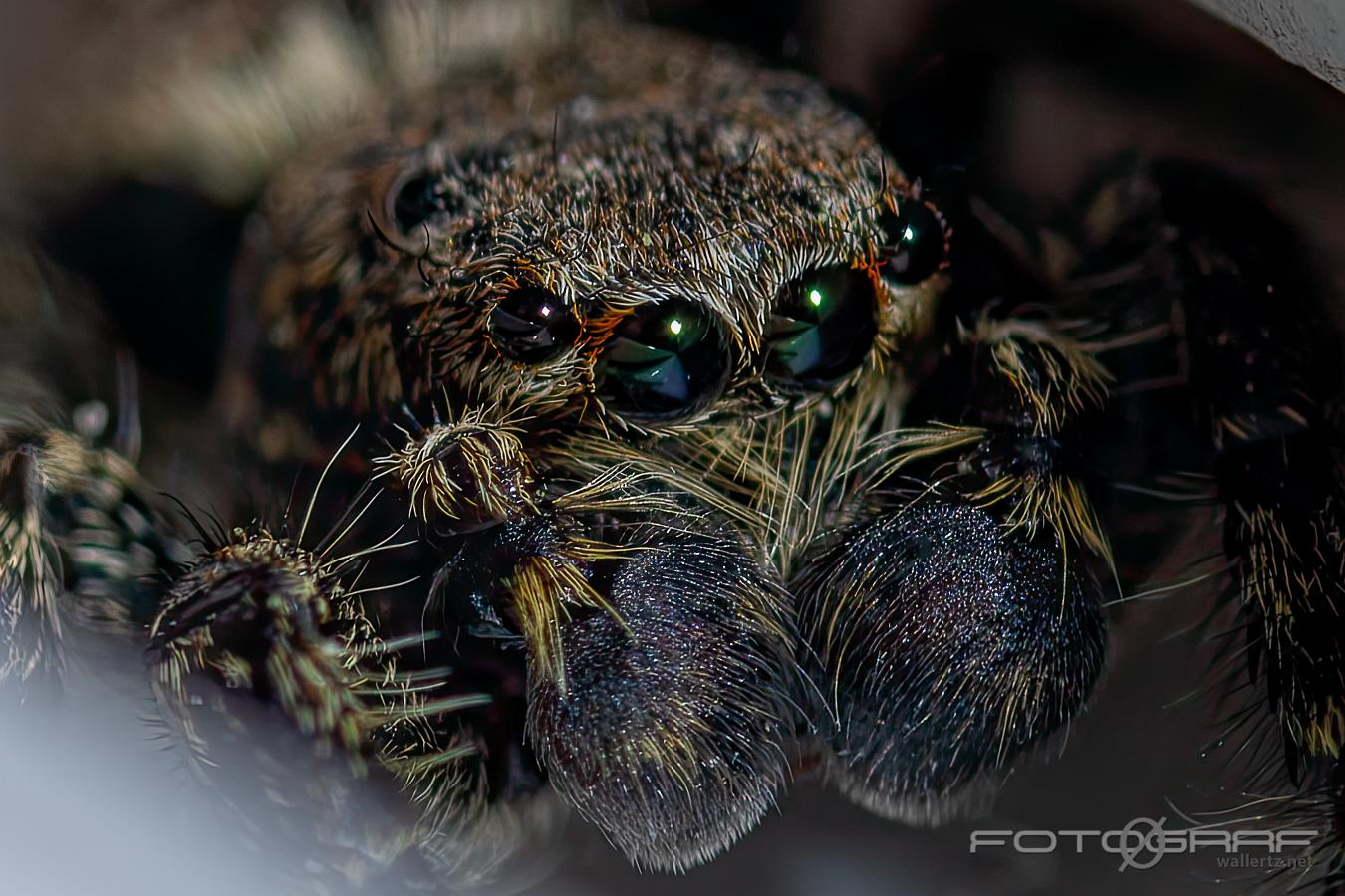 Fencepost jumping spider (Murhoppspindel) Male