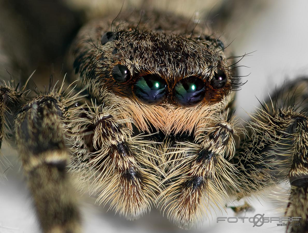 Fencepost jumping spider (Murhoppspindel) Female