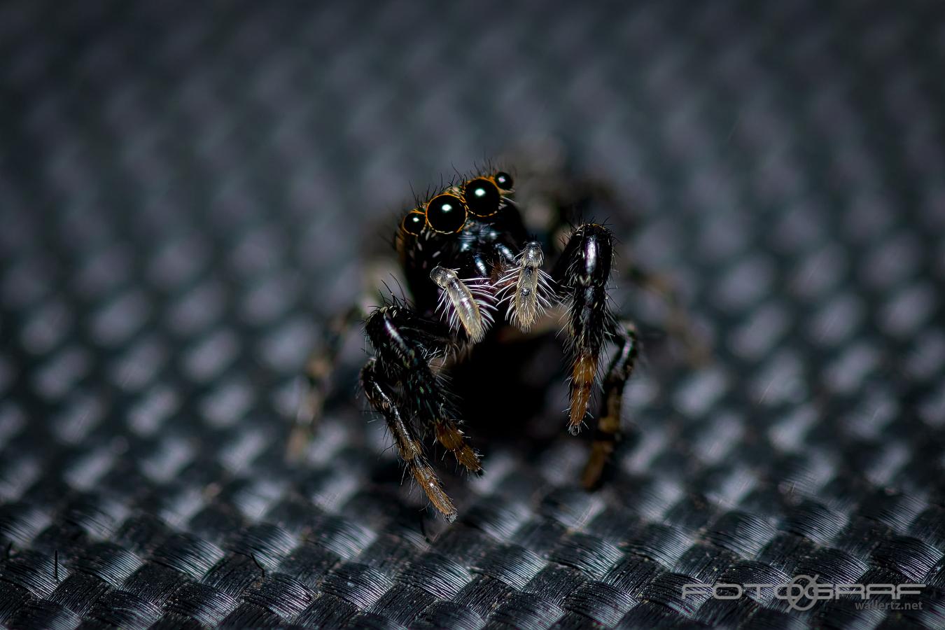 Fencepost jumper (Murhoppspindel)