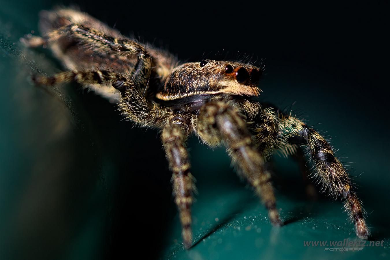 Fencepost jumper Female(Murhoppspindel) Hona